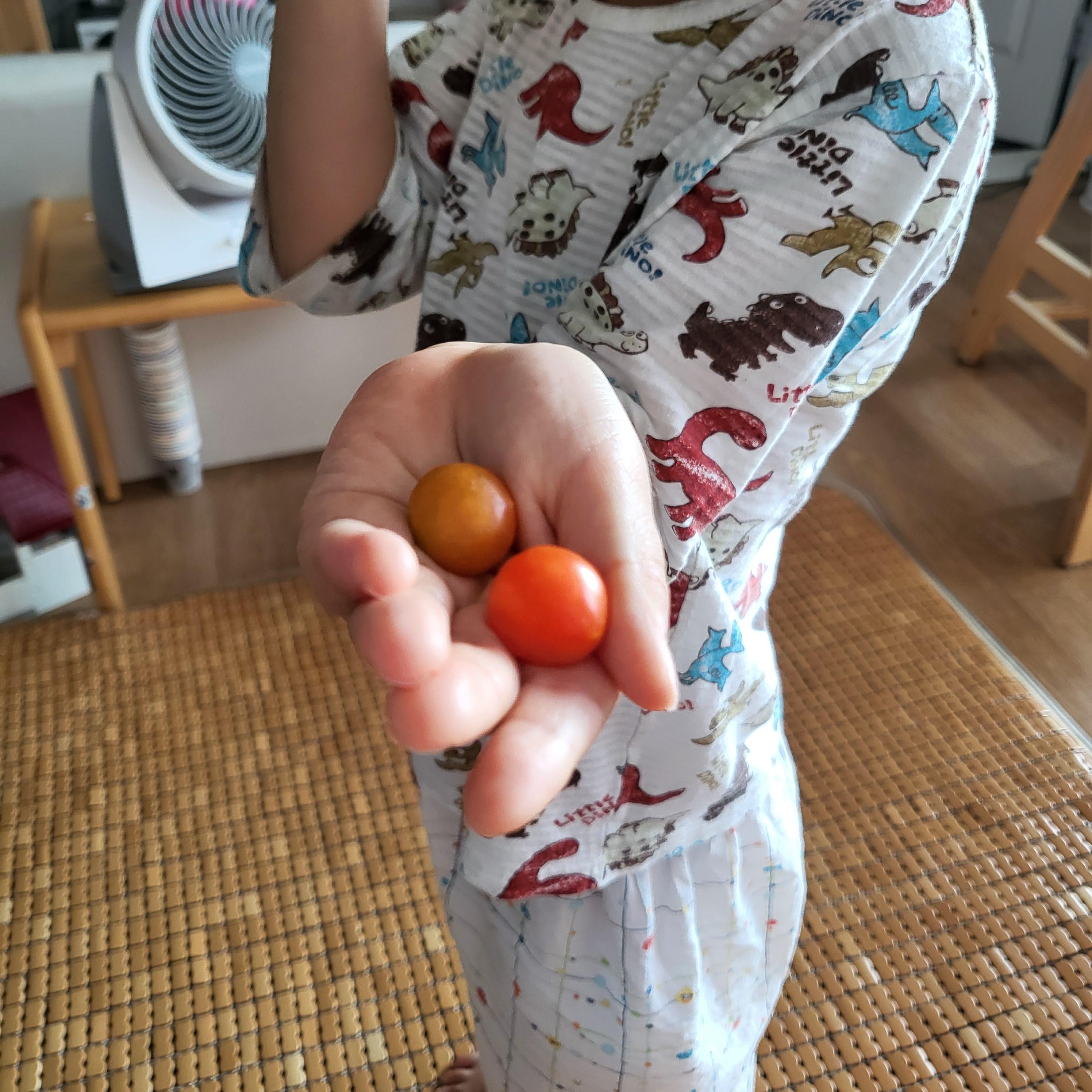 24년 상반기 베란다 텃밭 방울토마토 기록 3