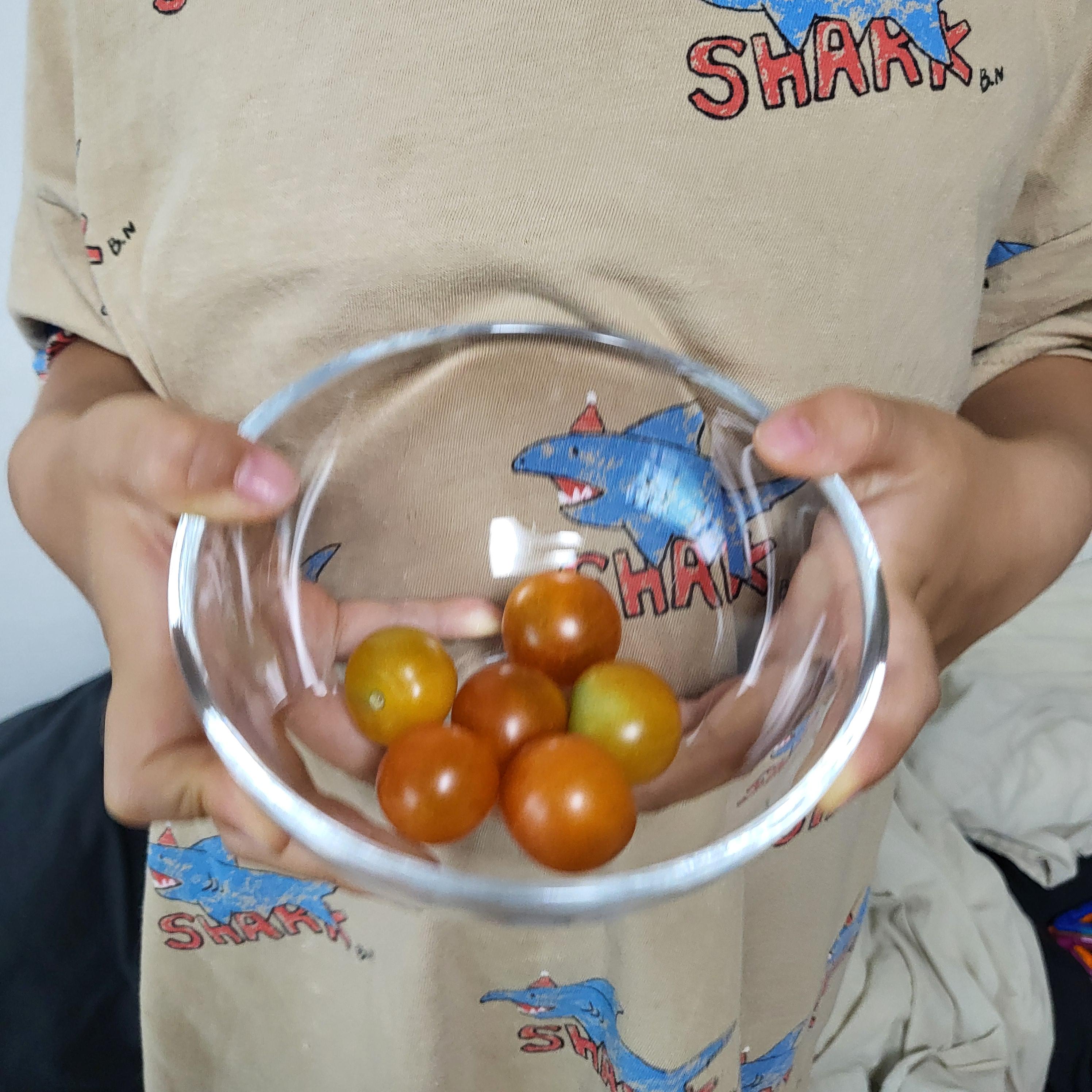 24년 상반기 베란다 텃밭 방울토마토 기록 4