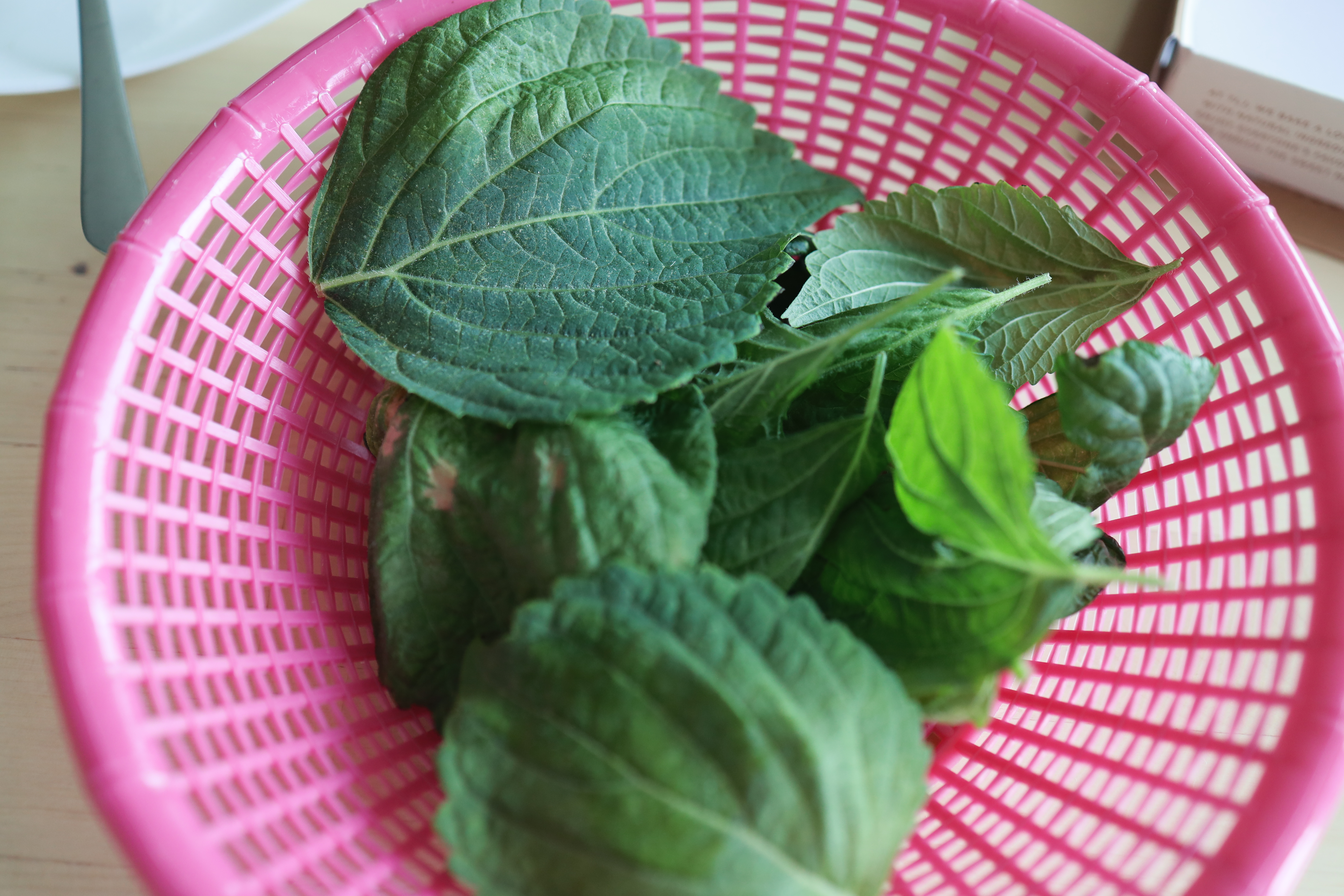 아침 햇빛 실내 베란다 텃밭 - 깻잎 수확 등