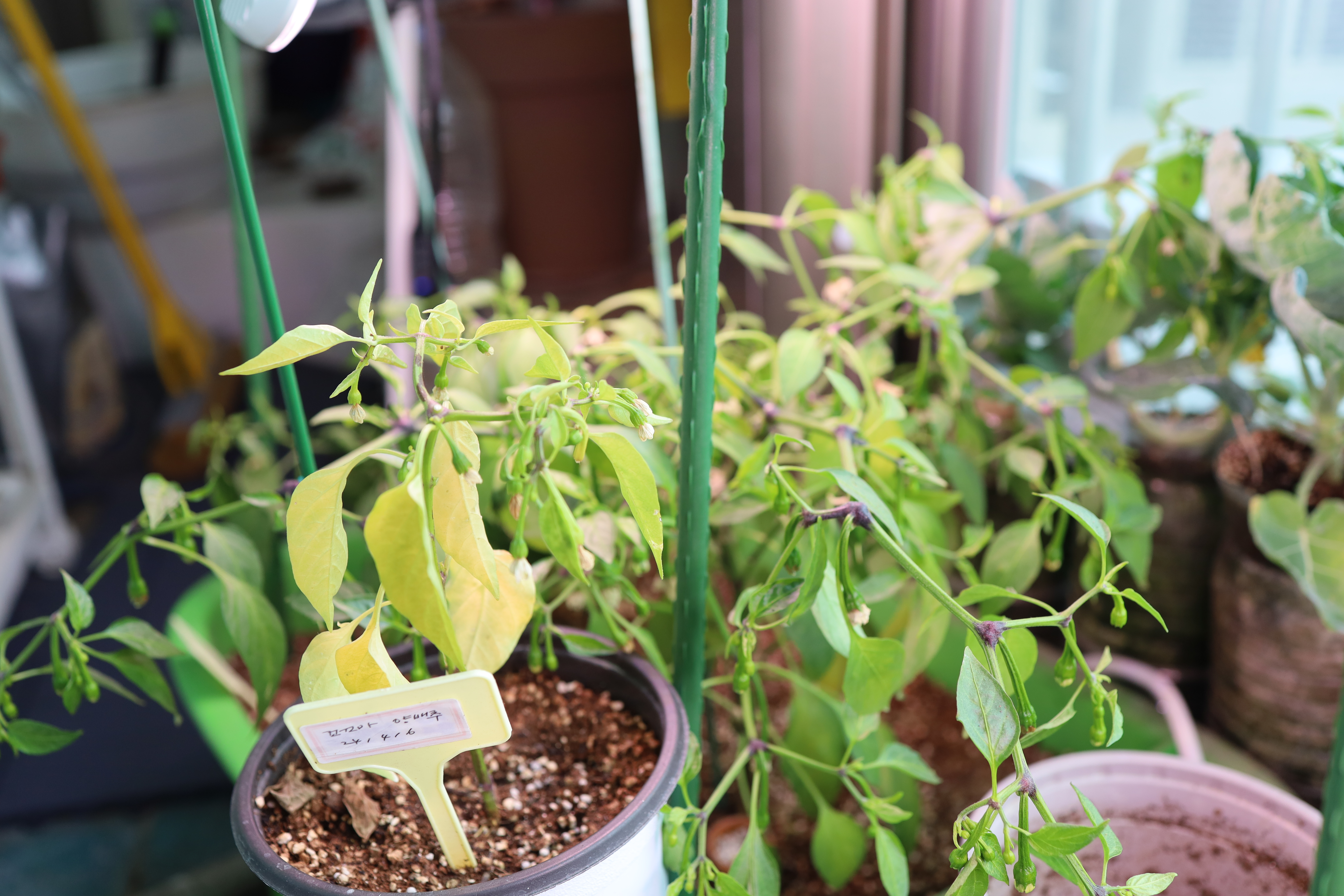 비실비실한 고추와 튼튼한 고추 비교