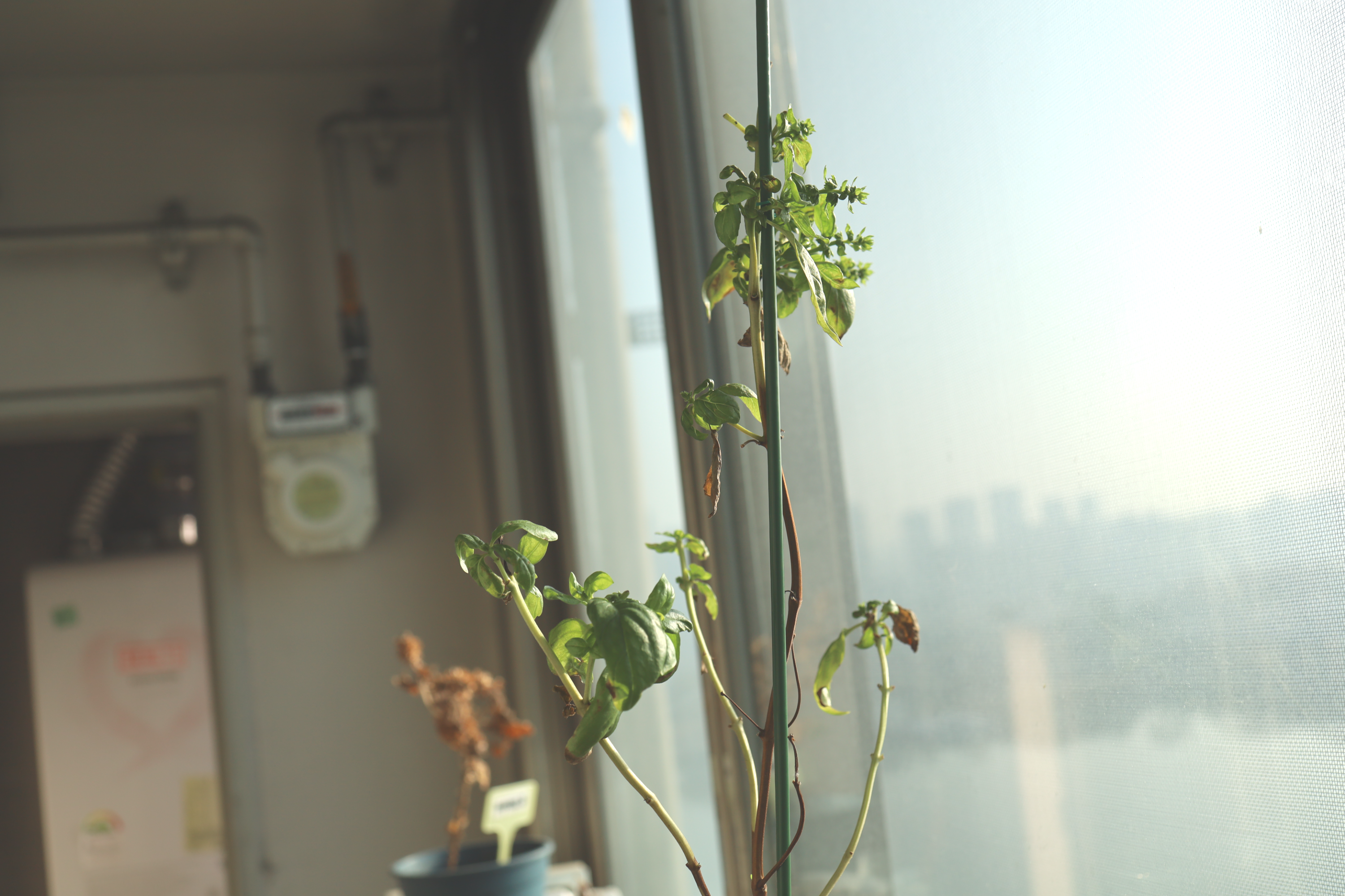 꽃이 핀 바질 화분