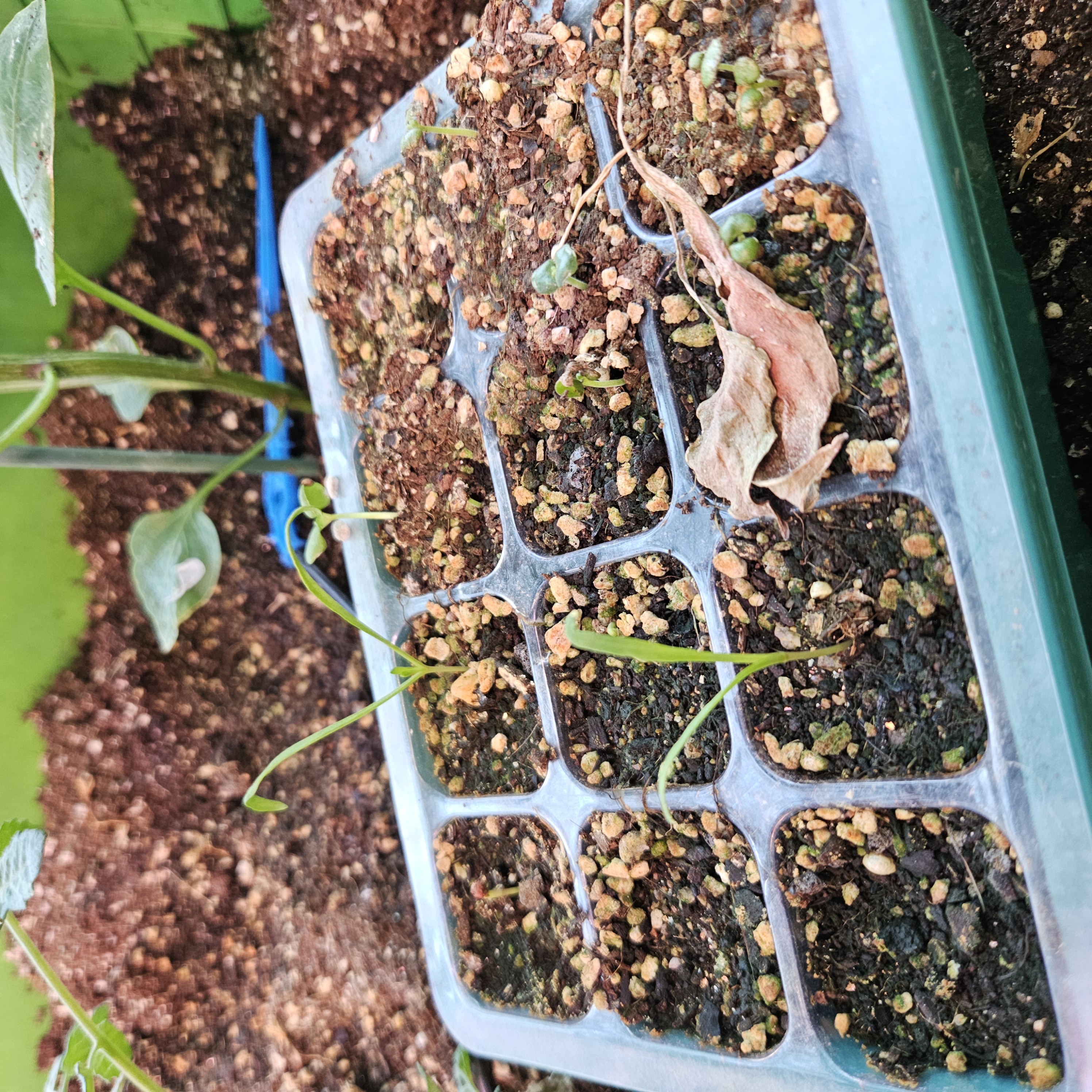 죽은 깻잎을 탈탈 털어서 채종한 깻잎 씨 발아