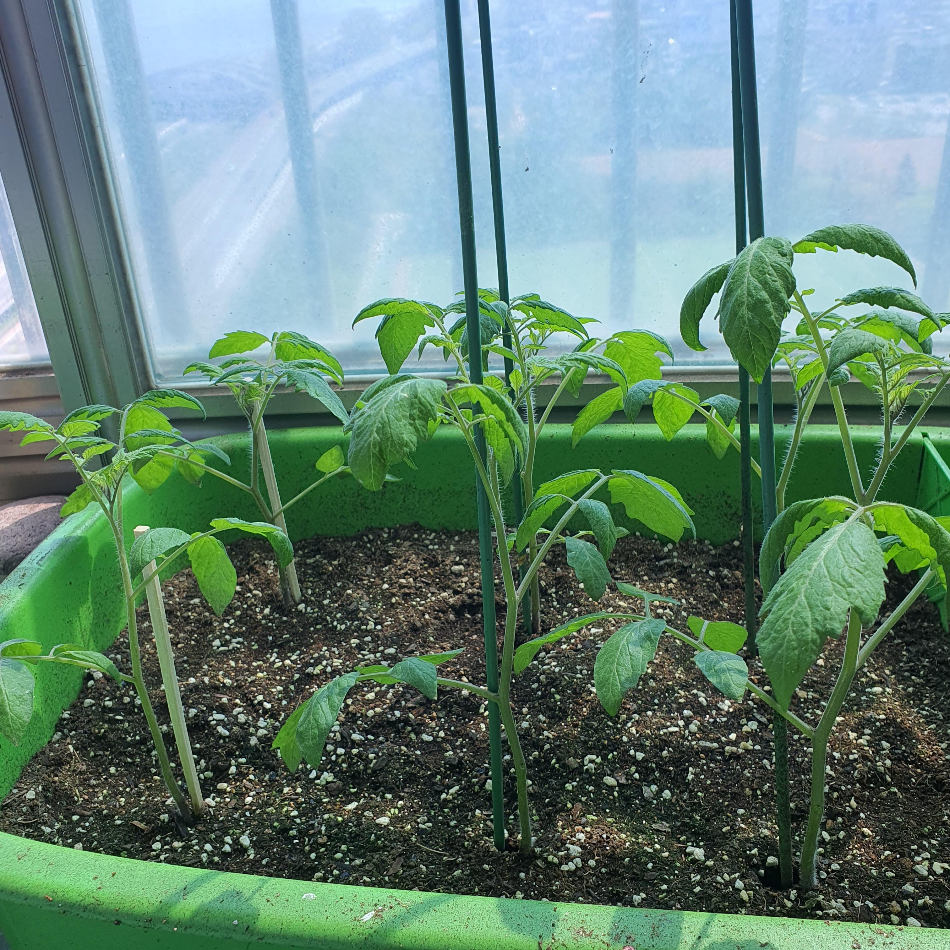 이마트에서 산 토마토 씨앗을 심어서 벌써 이만큼 자랐다. 봄이 되니 쑥쑥 자라는 것이 보인다. 토마토는 그동안 벌레가 많이 생