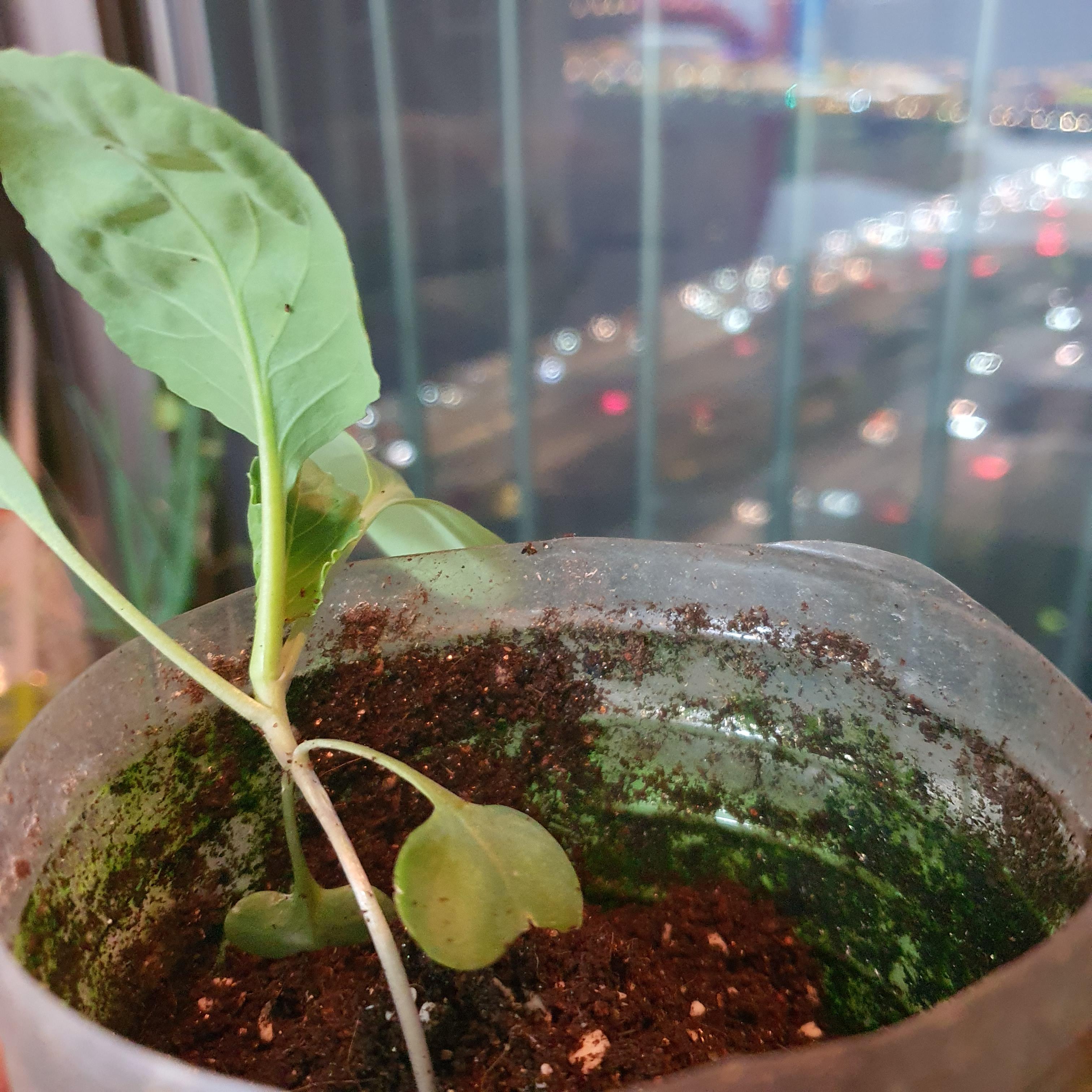 떡잎 지점까지 깊게 심은 새싹