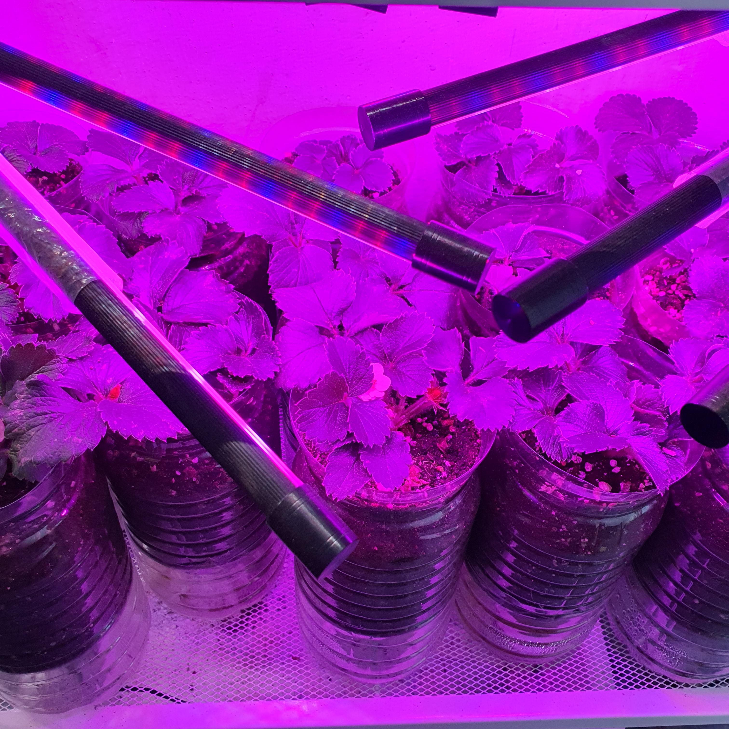 알리에서 산 식물 LED 등도 잘 작동하는 거 같다.
