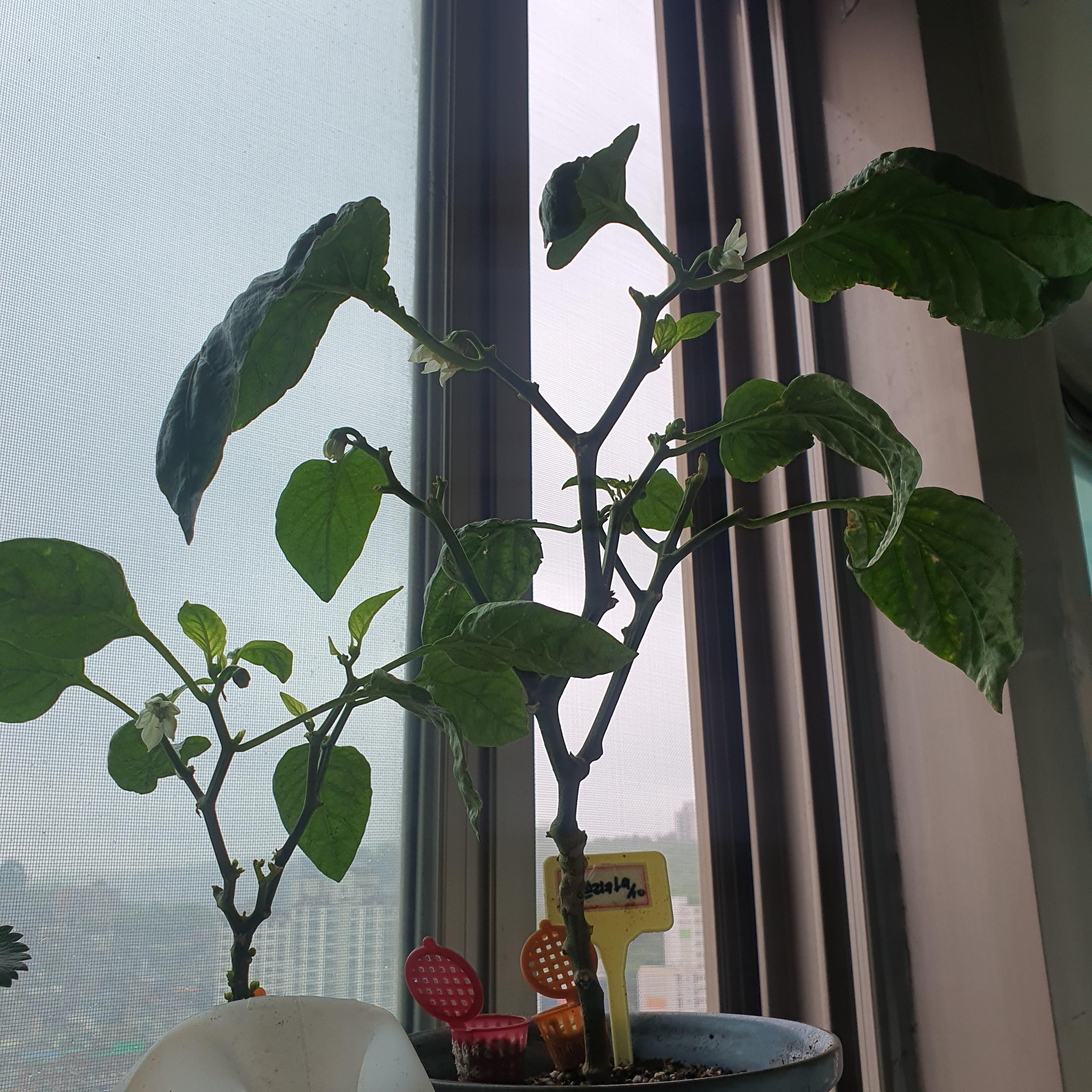 파프리카 꽃이 다시 열렸네 이번엔 잘 열매를 맺어주길.
