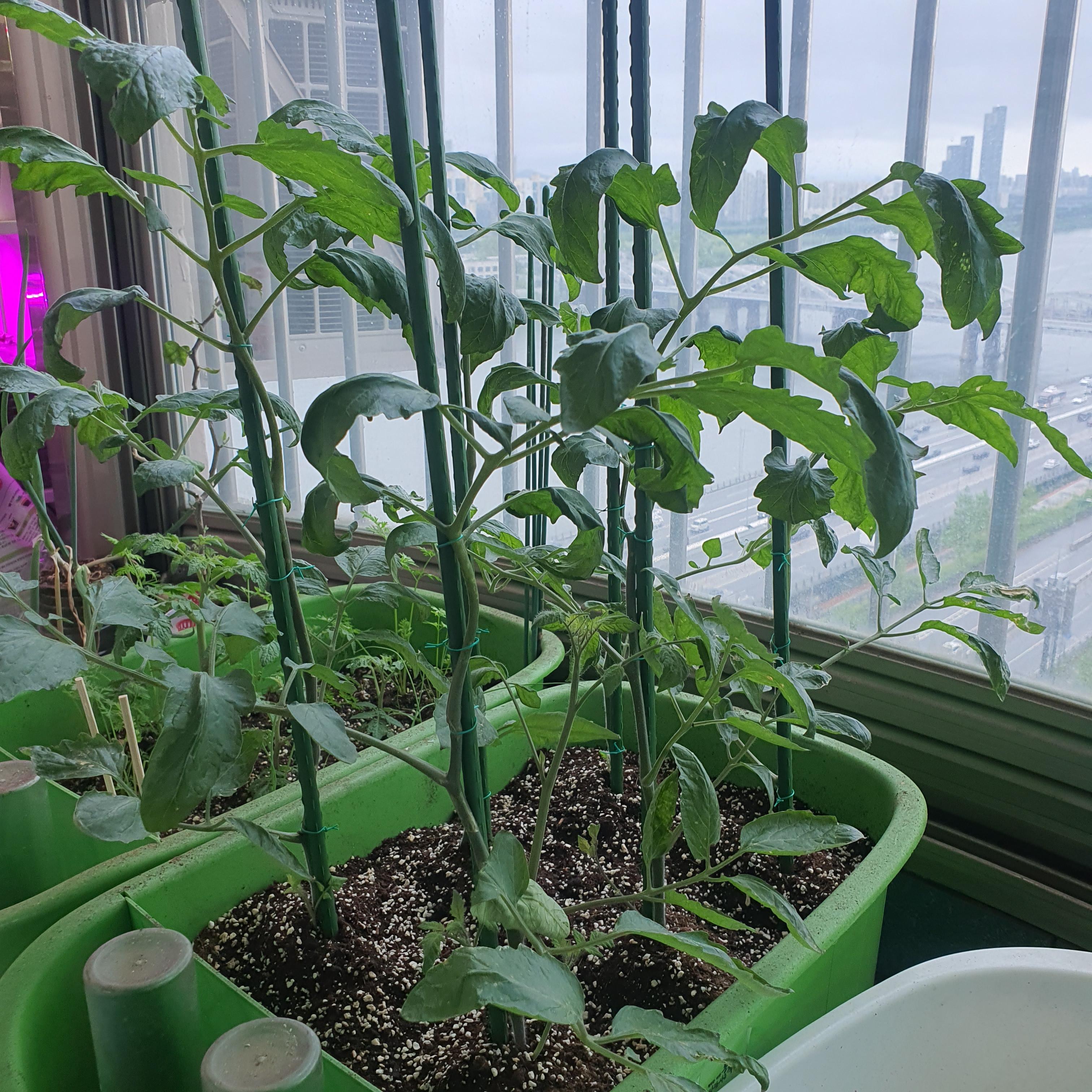 계속 올라오는 아스파라거스