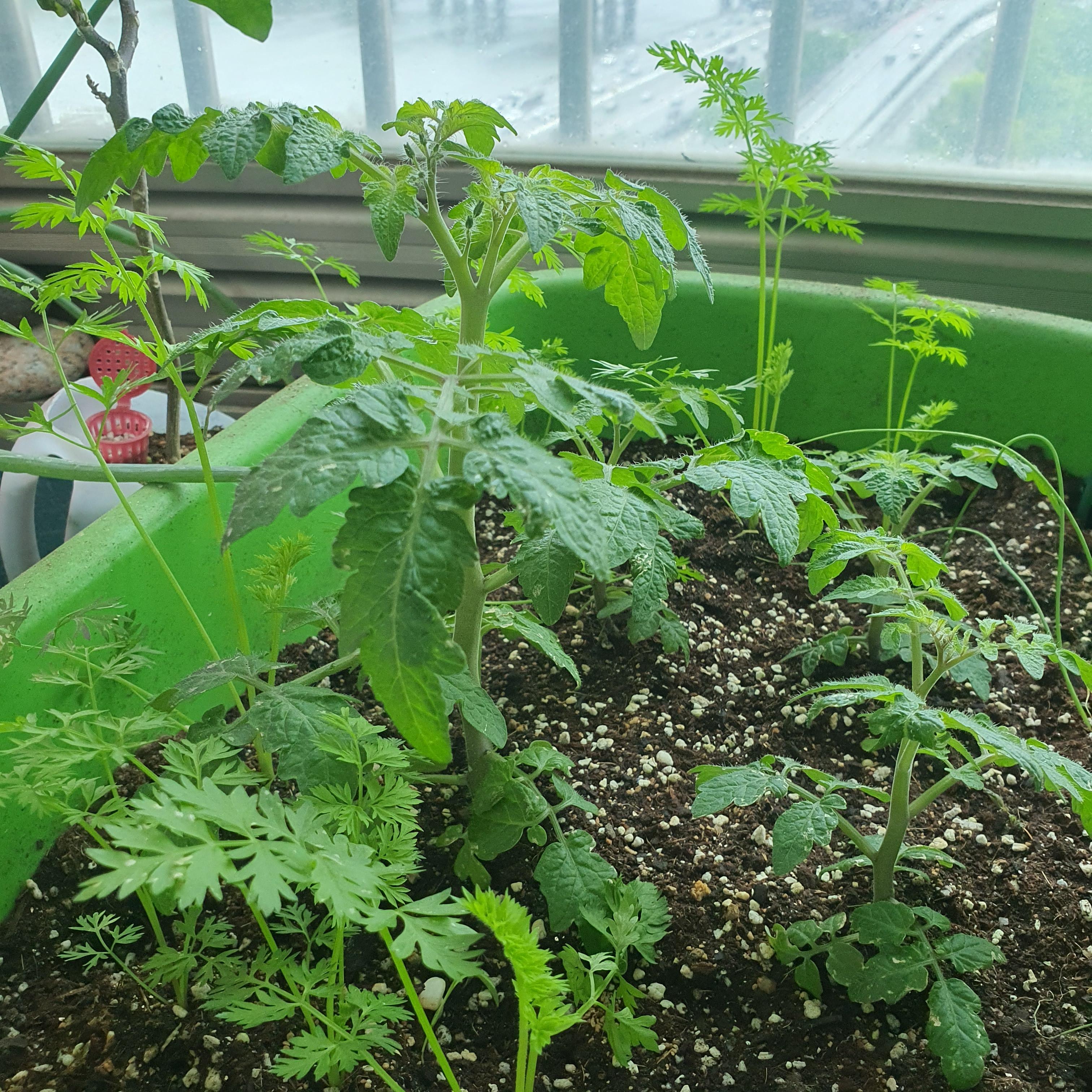 갈변이 생긴 토마토 잎