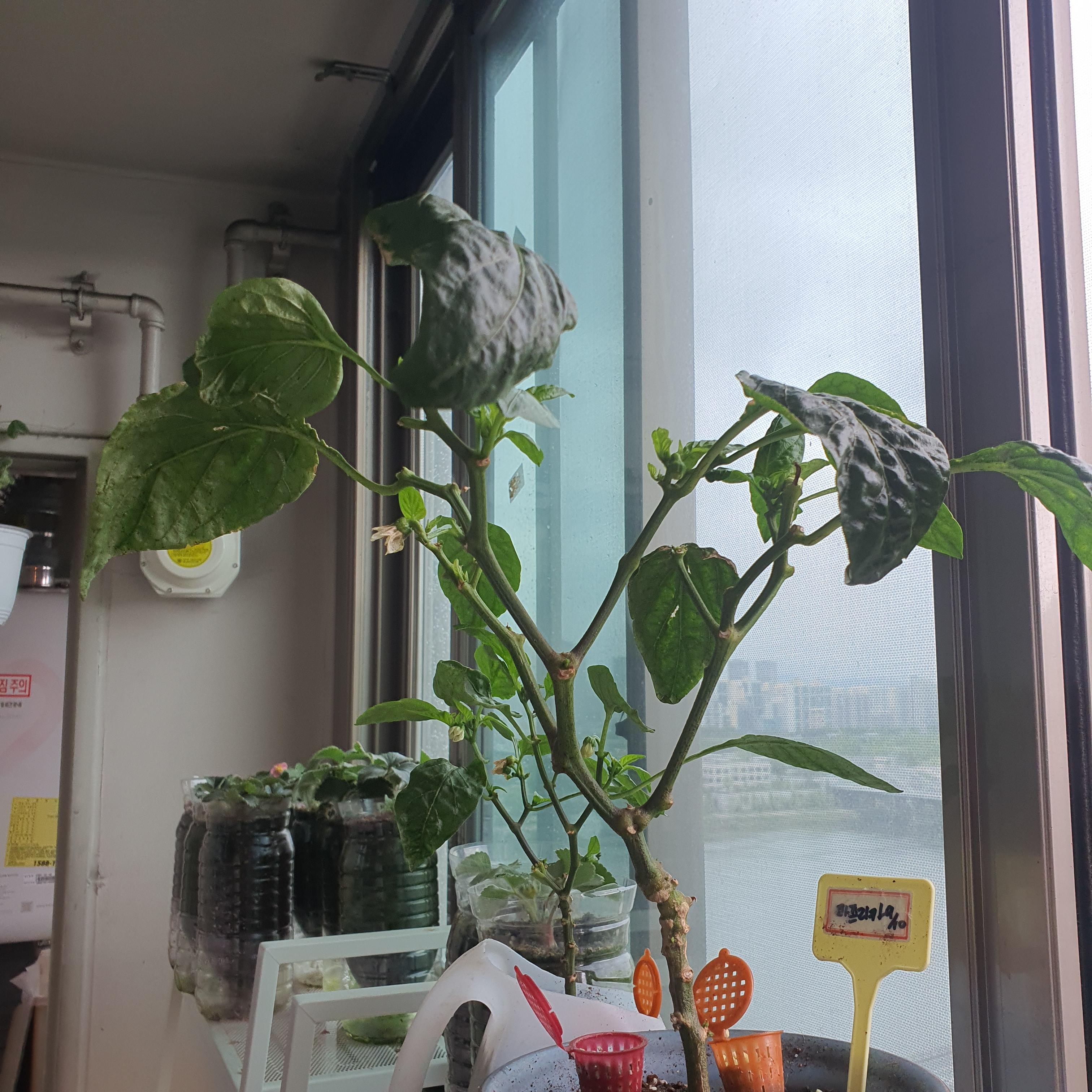 앉은뱅이 방울토마토 옆 당근들