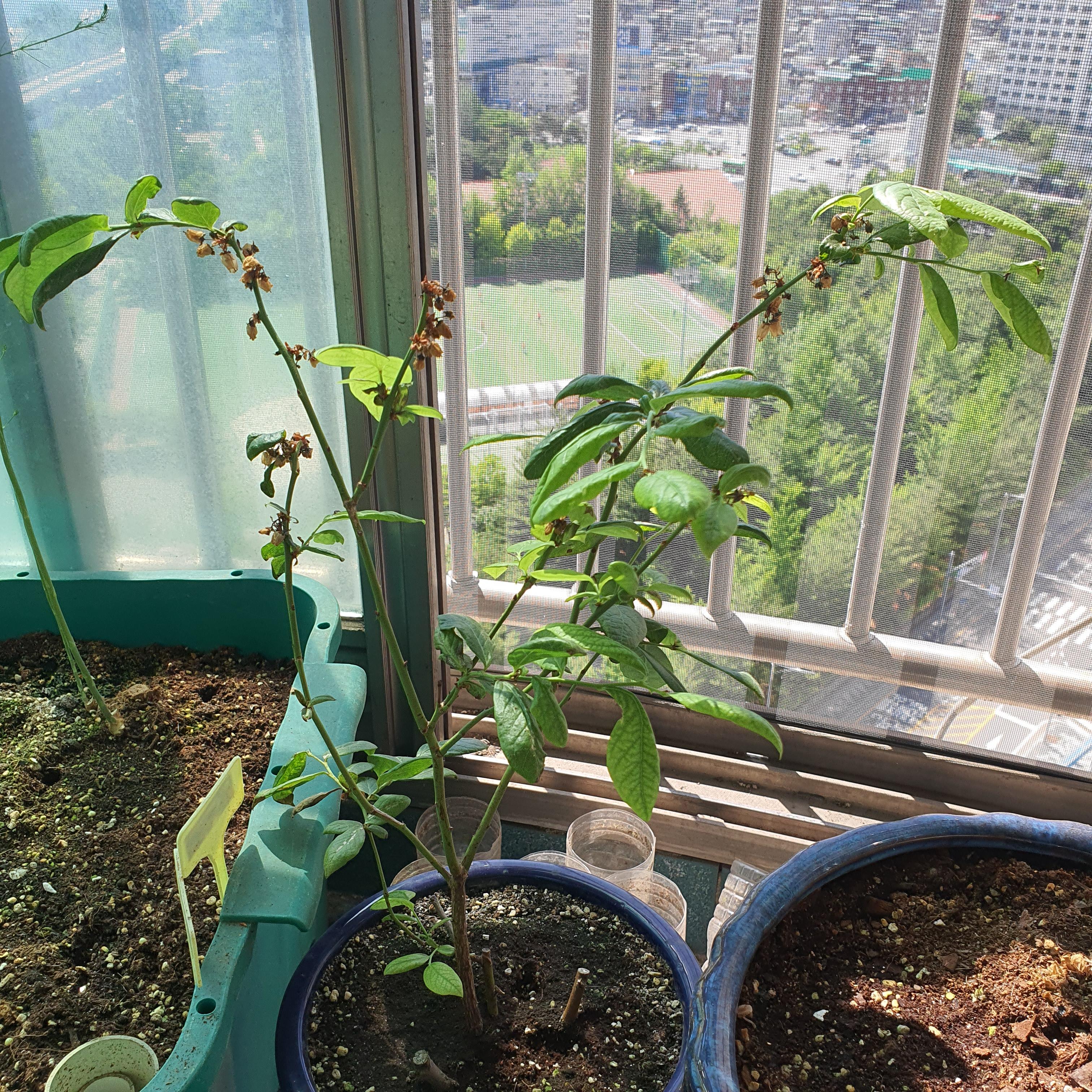 20230602 베란다 텃밭