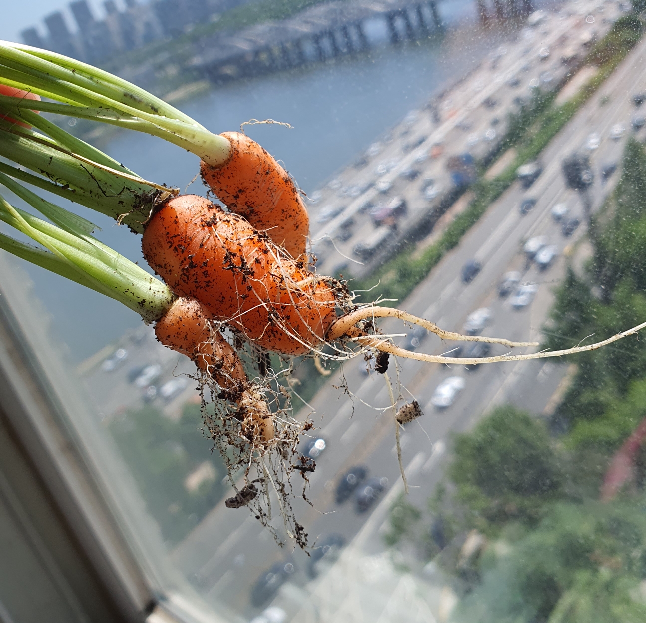 잘 자라는 대파 화분