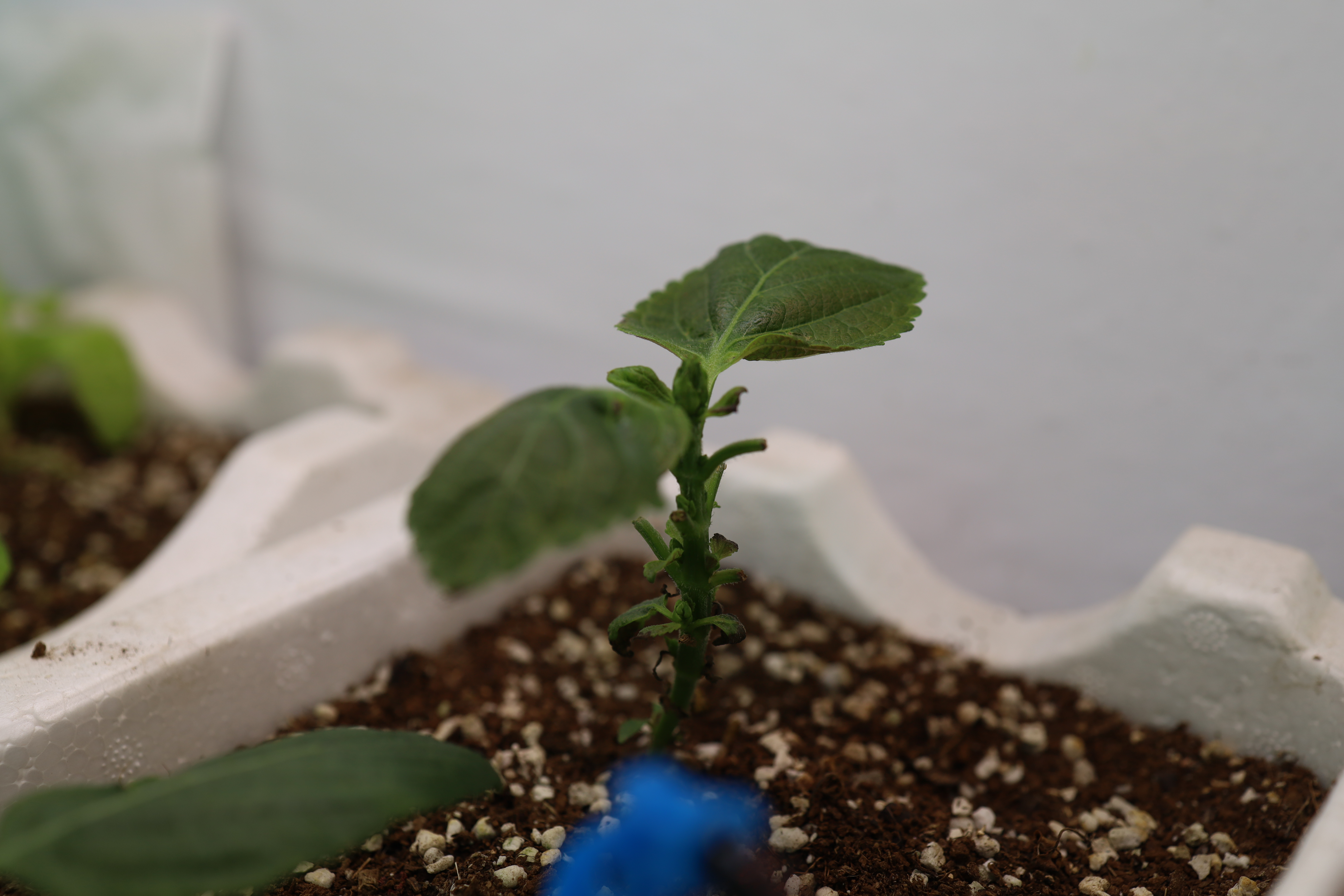 이상하게 자라는 깻잎