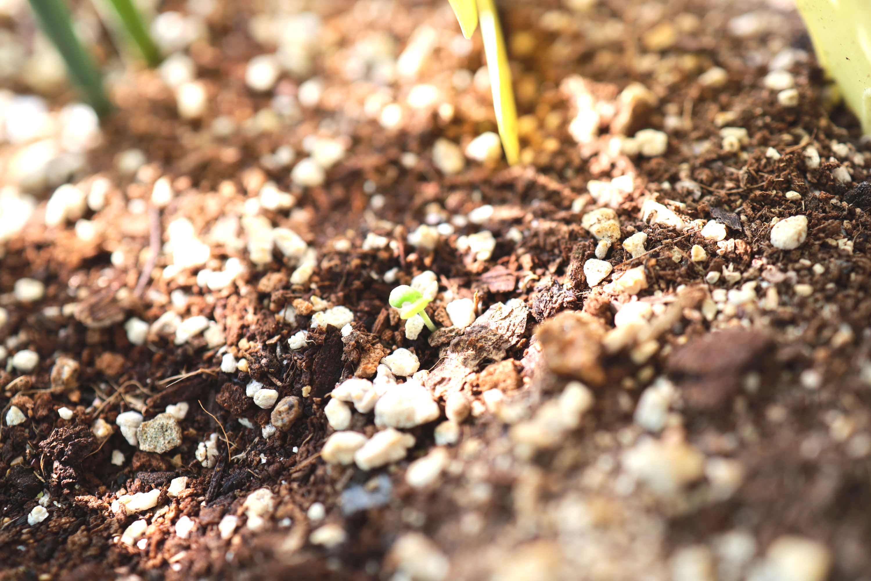 토마토 화분에서 싹을 틔운 바질