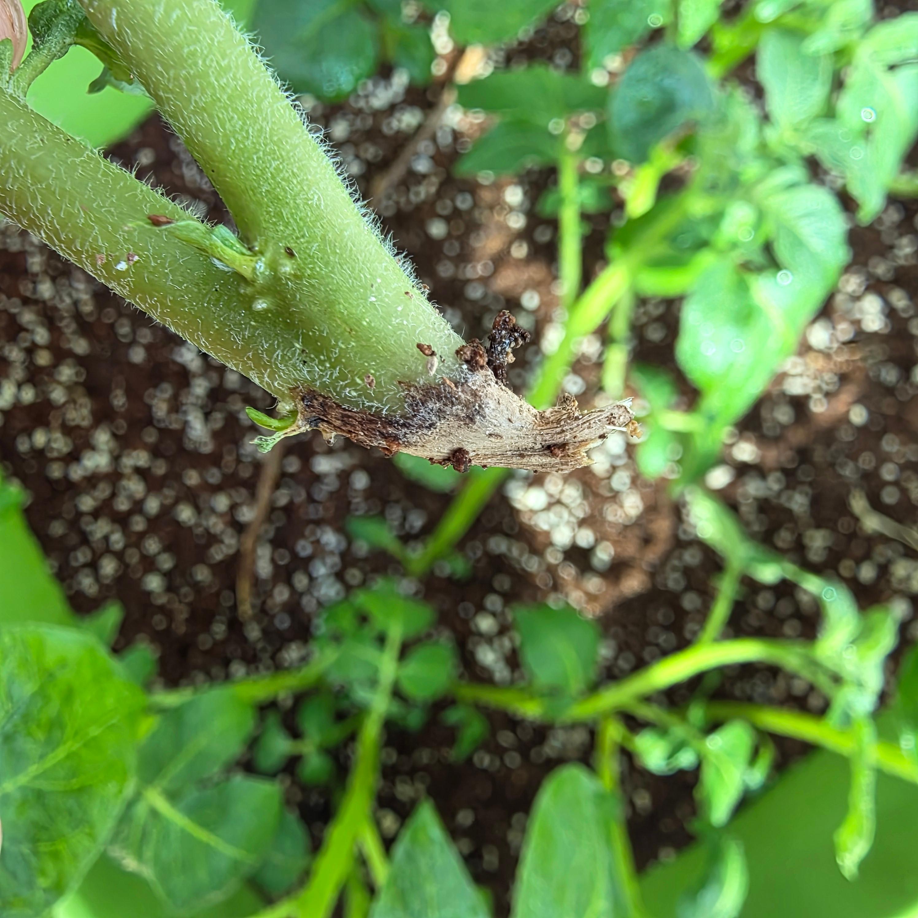밑둥이 건조하게 끊어진 감자 줄기